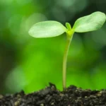 2026年4月ピアノ生徒募集｜太田市柏木美香ピアノアカデミー